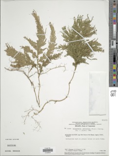 Selaginella geniculata image
