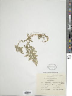 Selaginella ornata image