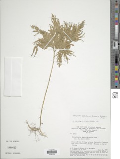 Selaginella palmiformis image