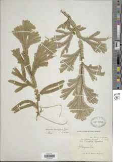 Selaginella doederleinii image