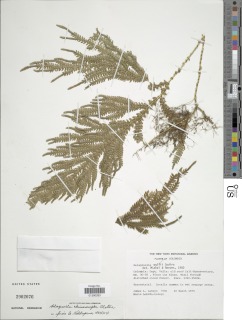 Selaginella cheiromorpha image