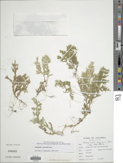 Selaginella seemannii image