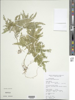Selaginella radiata image