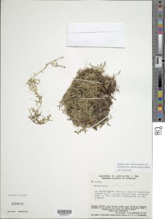 Selaginella rhodostachya image