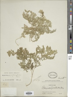 Selaginella pubescens image