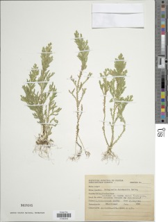 Selaginella decomposita image