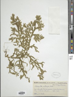 Selaginella contigua image