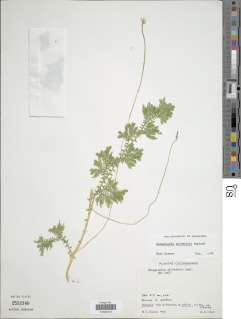 Selaginella silvestris image