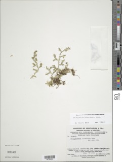Selaginella potaroensis image