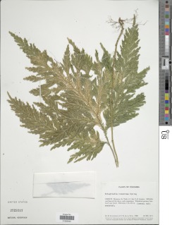 Selaginella tomentosa image
