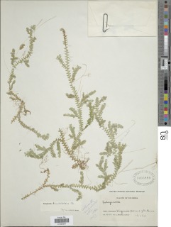 Selaginella humboldtiana image