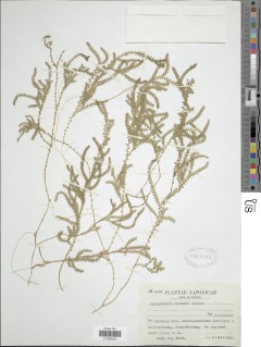 Selaginella limbata image