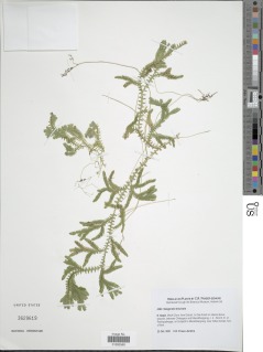 Selaginella bisulcata image