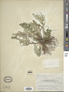 Selaginella convoluta image