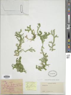 Selaginella truncata image