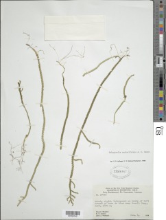 Selaginella scalariformis image