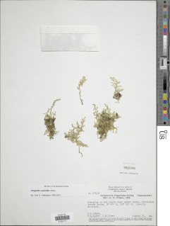 Selaginella sandwithii image
