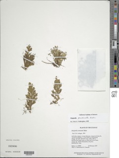 Selaginella producta image