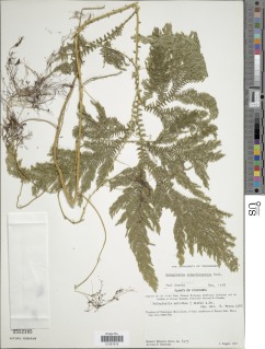 Selaginella subarborescens image