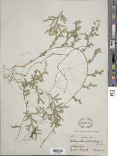 Selaginella plumosa image