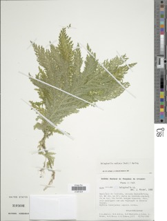 Selaginella radiata image