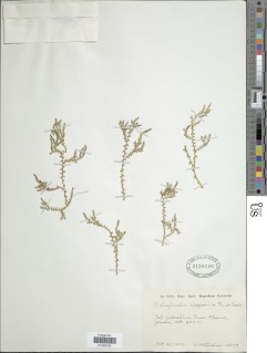 Selaginella nipponica image