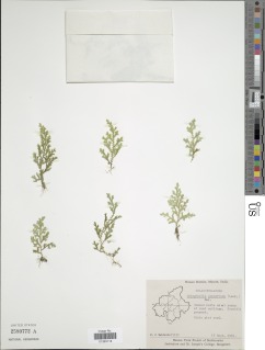 Selaginella proniflora image