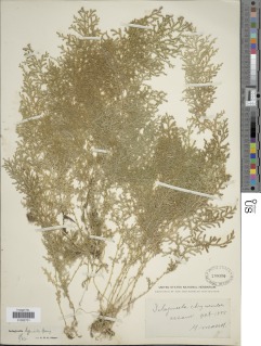 Selaginella chrysocaulos image