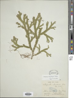 Selaginella mendoncae image