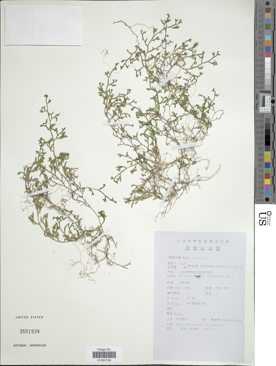 Selaginella sinensis image