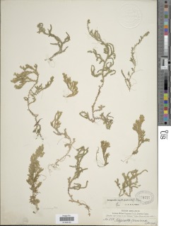 Selaginella ornithopodioides image