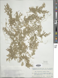 Selaginella limbata image