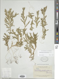 Selaginella humboldtiana image