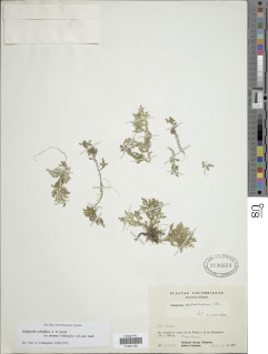 Selaginella sobolifera image