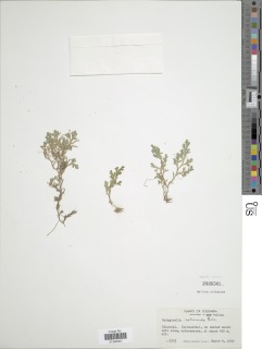 Selaginella cabrerensis image