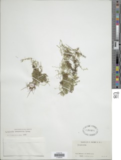 Selaginella rotundifolia image