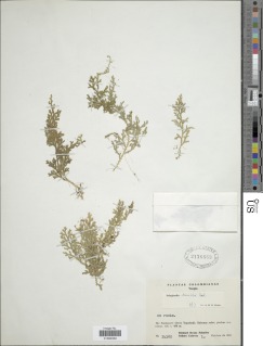 Selaginella brevifolia image