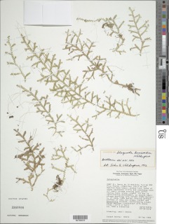 Image of Selaginella hemicardia
