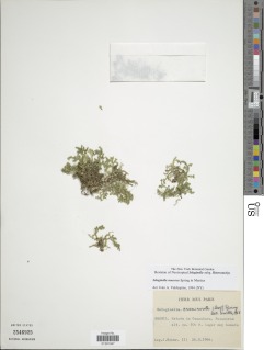 Selaginella muscosa image