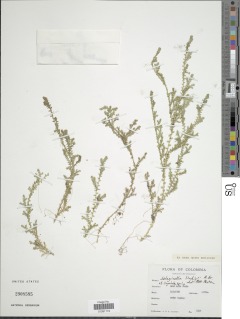 Selaginella lingulata image