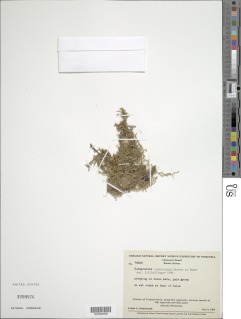Selaginella tuberculata image