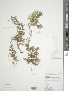 Selaginella revoluta image