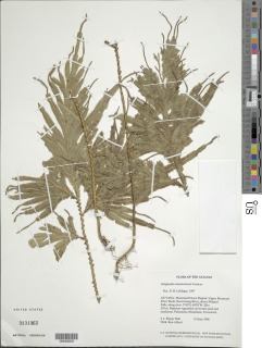 Selaginella mazaruniensis image