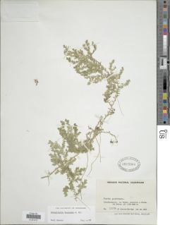 Selaginella kunzeana image