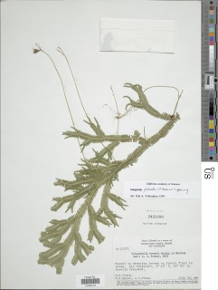 Selaginella falcata image