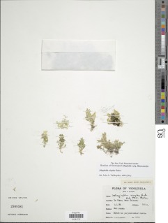 Selaginella simplex image