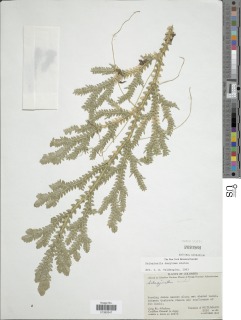 Selaginella dasyloma image