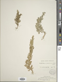 Selaginella praetermissa image