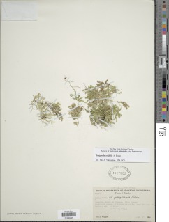 Selaginella cavifolia image