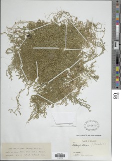 Selaginella filicaulis image